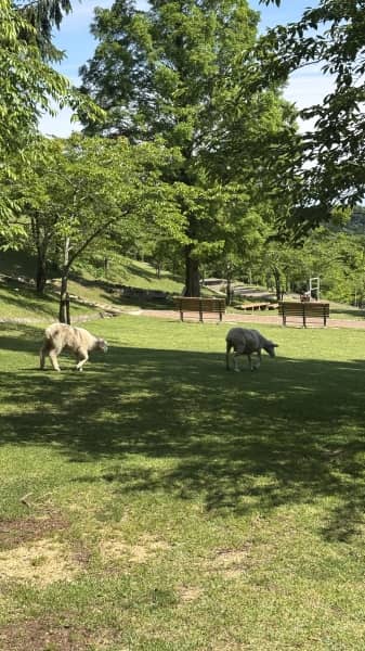 六甲山の牧場に行ってきました~！
