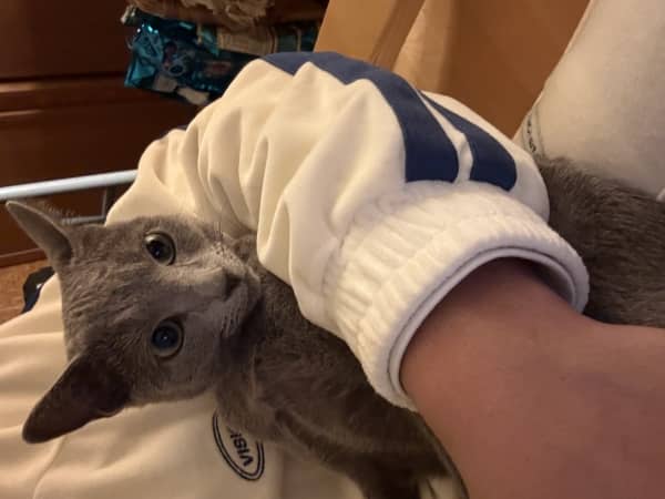 愛猫