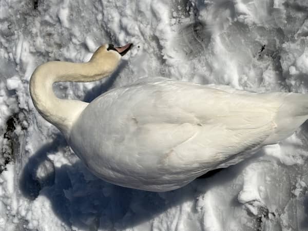 白鳥を見に行ってきました
