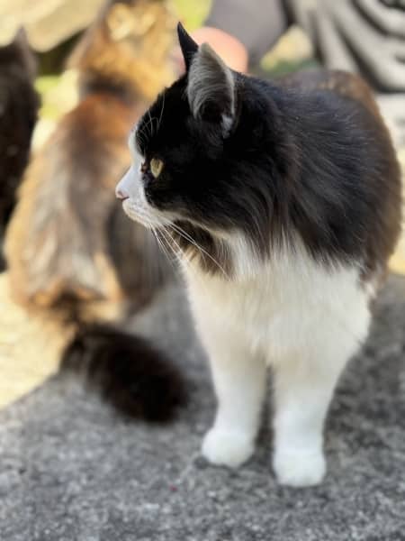 猫好きの楽園