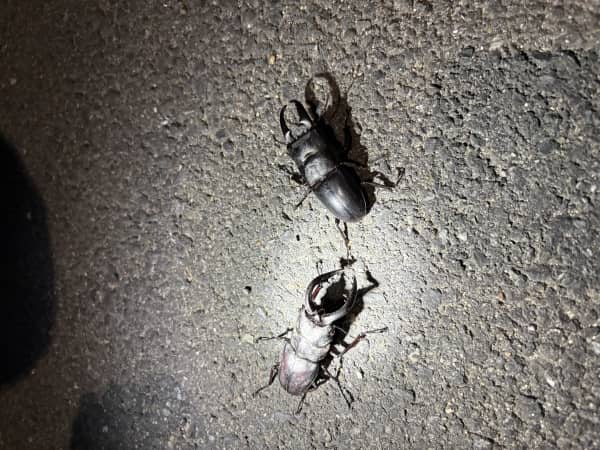 クワガタ獲りにいってきました！