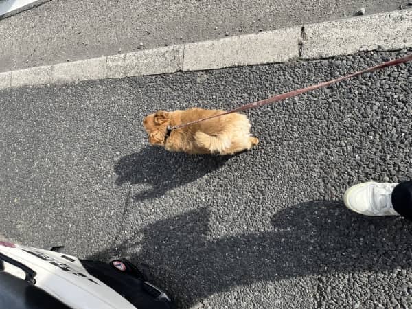 犬/理容室/バーバー/難波/心斎橋