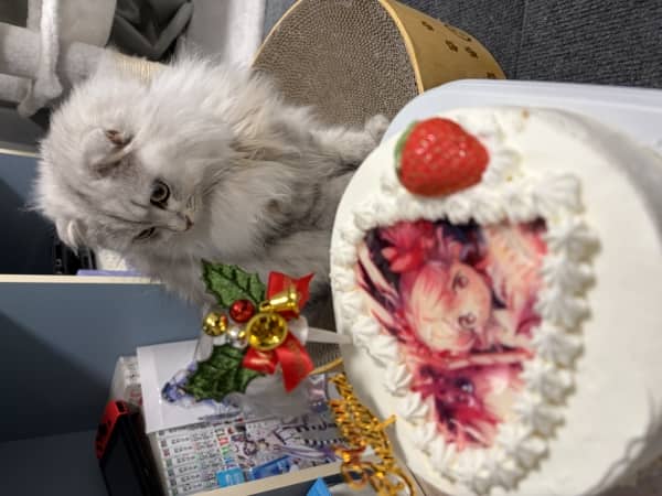愛猫と過ごすクリスマス