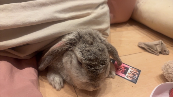 うさぎさん