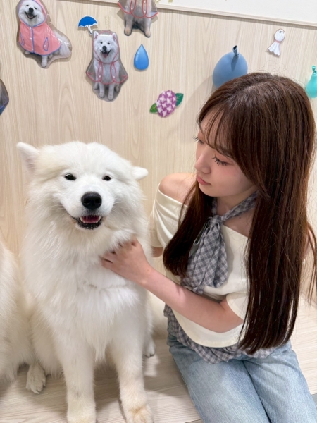 サモエドちゃん＾＾