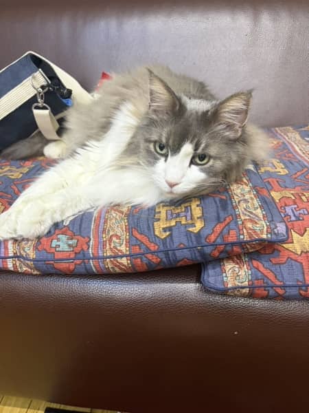 実家の猫