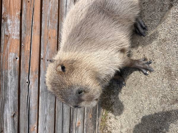 那須って最高！