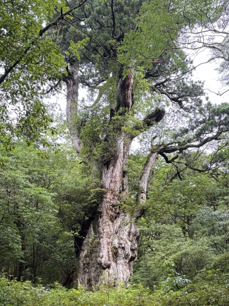 🌿屋久島で心も身体もリフレッシュしてきました🌿