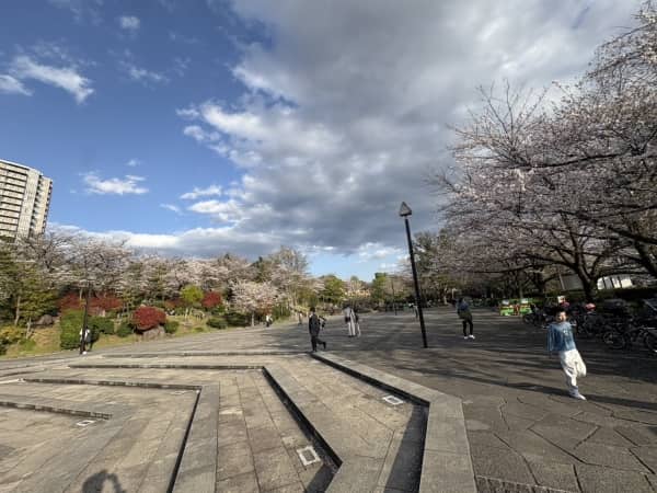 王子、飛鳥山公園に桜を見に行ってきました！