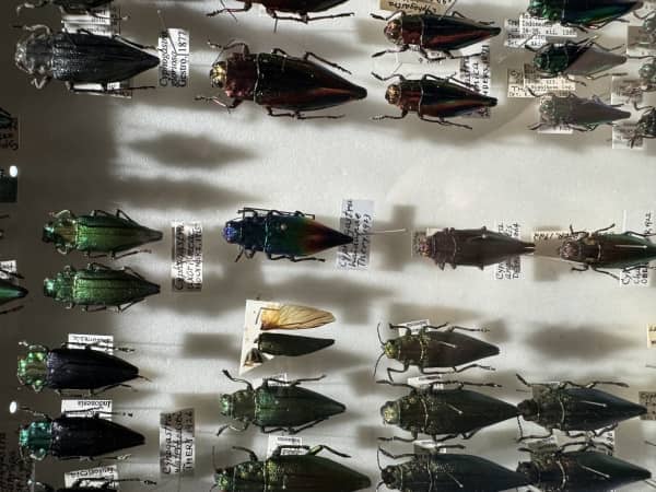 玉蟲展