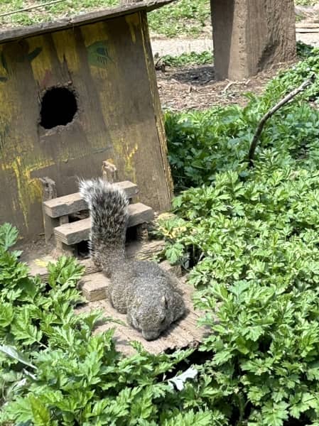 リス園