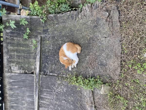 かわいい子猫ちゃん
