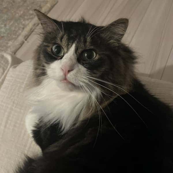 愛猫ロイに癒やされる、私の至福のおうち時間♡