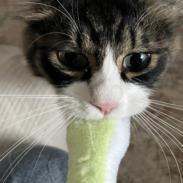 愛猫ロイの最近のブーム🐍