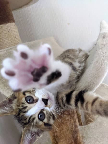 猫2