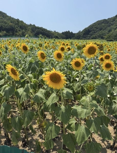 暑い夏はさっぱり短髪で好印象を手に入れる