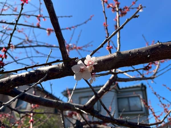 桜の季節です